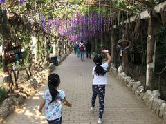 -呀路古热带植物园
