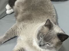 -鼓捣猫呢主题猫咖店