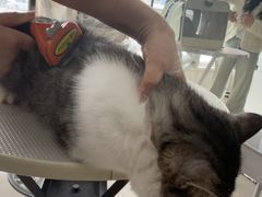 -北京观赏动物医院·24小时大型综合·猫专科·异宠专科