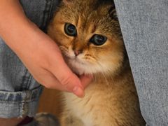 -飞行喵MR PILOT|猫舍·猫咖(静安大融城店)