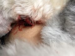 -爱侣宠医·鹦鹉专科·小型哺乳类·异宠专科(灵石路店)