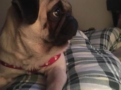 -菲尔斯特宠物医院