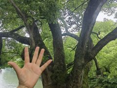 -西溪国家湿地公园