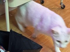 -剧狐剧本杀·月球探案馆(人民广场1号店)