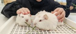 -Moni星球萌宠·小马宝莉·灵蛇·高端高阶全萌宠互动体验俱乐部(红豆国际广场店)