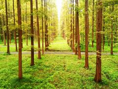 -黄海国家森林公园