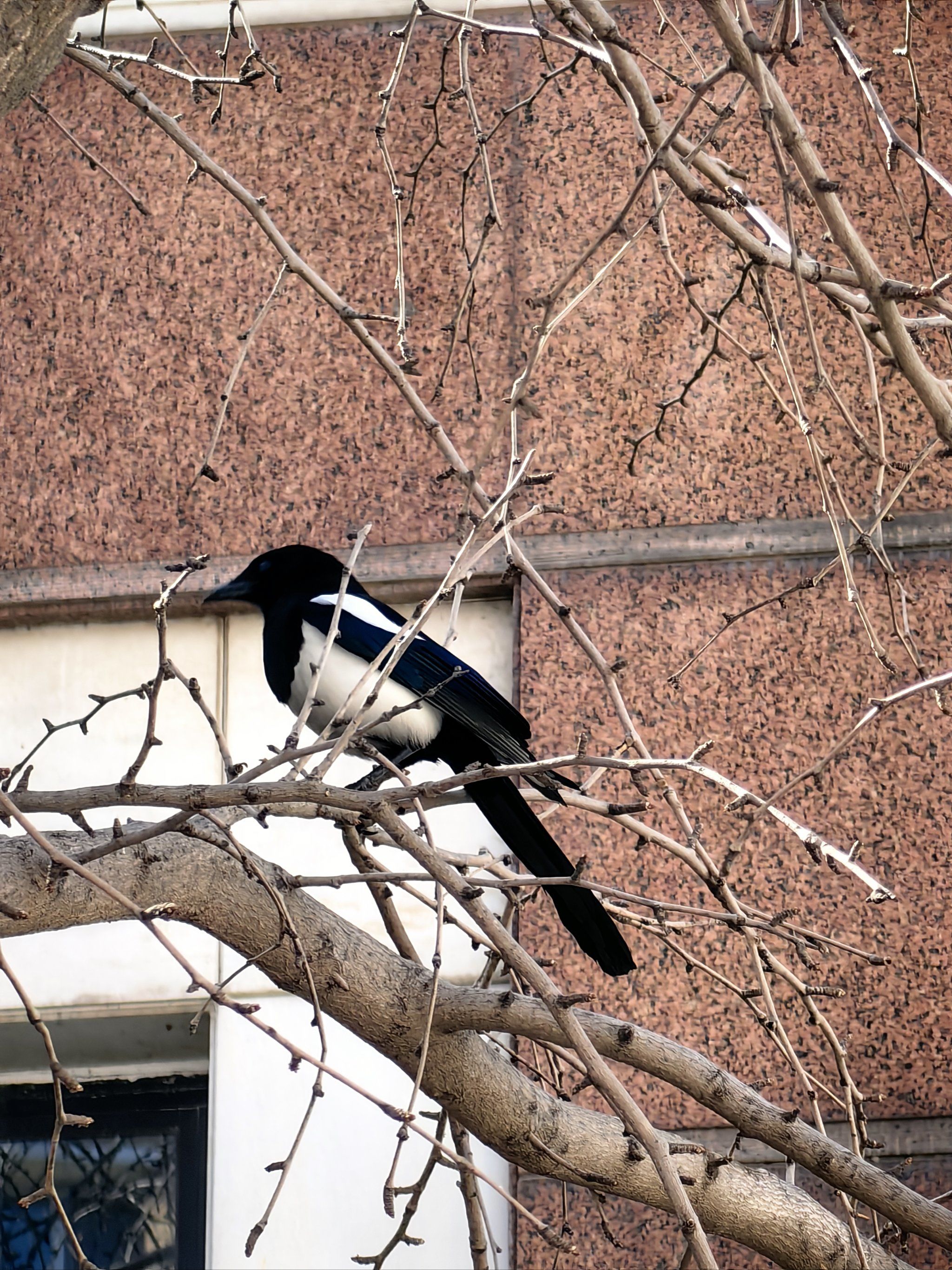 遇见一只花喜鹊🐦