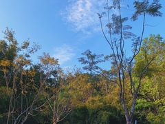 -田心森林公园