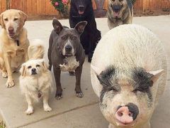 -三鹰之森吉卜力美术馆