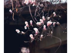 -白塘生态植物园