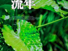 -望江楼公园