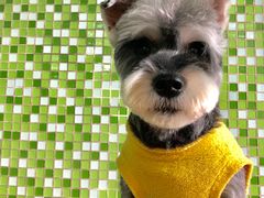 -东莞宠友24H宠物中心医院·转诊夜诊·异宠(新河北路院)