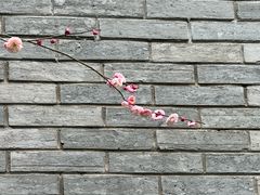 -杭州植物园
