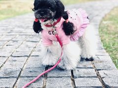 -PETKIT 小佩宠物·低压洗护·美容·寄养(安远店)