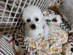 -宠爱国际动物医院(德胜门店)