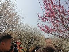 -香雪海