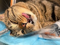 -艾吉宠物医院·疑难杂症转诊中心·猫友好(碧江路院)