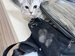 -动物缘宠物医院·骨科·猫科(西二环店)