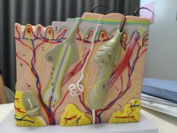 -skin79皮肤管理中心