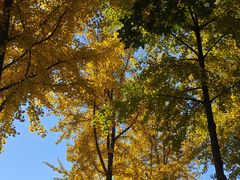 -大兴滨河森林公园