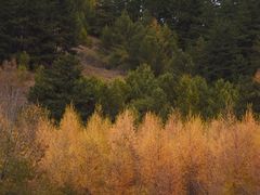 -塞罕坝国家级自然保护区