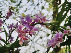 -中国科学院西双版纳热带植物园