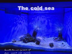 -上海海洋水族馆