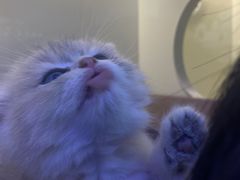 -小猫来了·猫舍(红山六九七九店)
