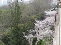 -武汉大学-樱园