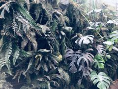 -Fern Forest Cafe