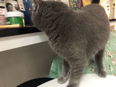 -我爱猫咪·猫咖·狗咖·安哥拉兔·羊驼咖(小寨华旗店)