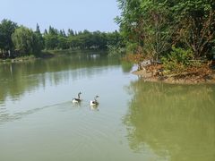 -泗洪洪泽湖湿地景区