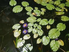 -国家植物园南园