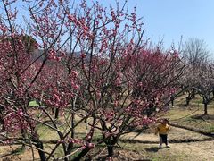 -香雪海