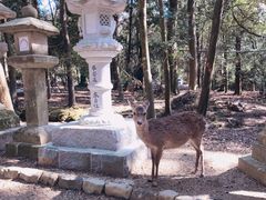 -奈良公园