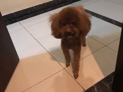 -派多格宠物·购宠(靛厂路店)