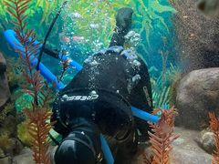 -上海海洋水族馆