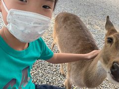 -鹿境梅花鹿生态园区