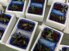 -西山樟坞健康果园枇杷杨梅采摘