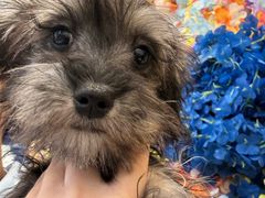 -有喵·猫咖·狗咖·30几只猫10只小狗(岗厦店)