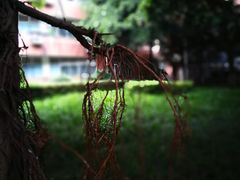 -四川大学(望江校区)