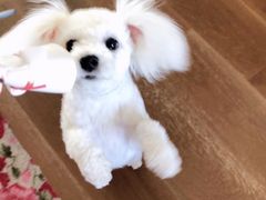 -PETKIT小佩宠物·低压洗护(国顺东路店)