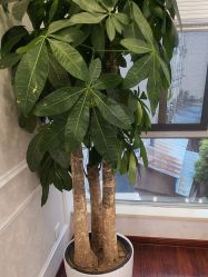 -武汉五洲整形外科医院