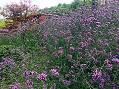 -石塘人家