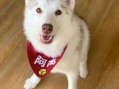 -Husky Go! 哈士奇体验馆·宠物咖啡厅狗咖