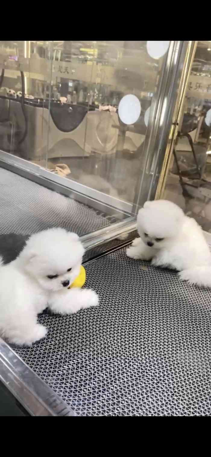 尊宠天下国际宠物俱乐部(三里屯soho商场店)-"【项目】乐园啊每次来