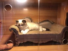 -喵百万·布偶·蓝金金渐层英短·猫舍(百子湾店)