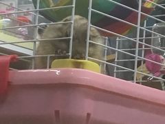 -钓仓鼠(洋桥北里小区店)