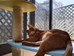 -MOCHA明星猫咖(田子坊店)