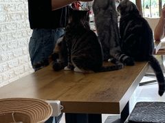 -平行世界·猫咖(首经贸店)